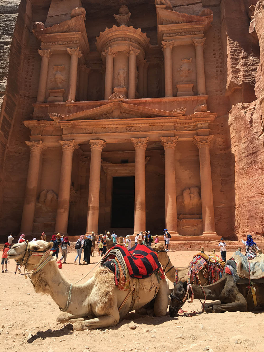 Camels In Petra