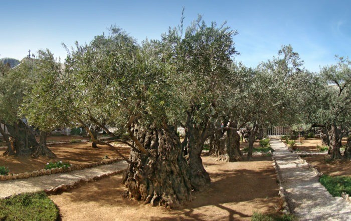 Garden of Gethsemane